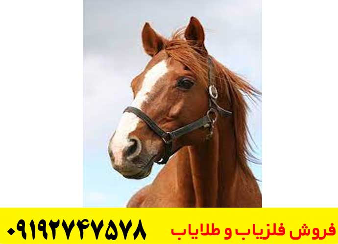 تفسیر نماد اسب در دفینه یابی