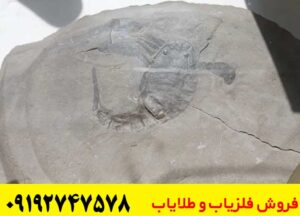  نماد عقرب در گنجیابی