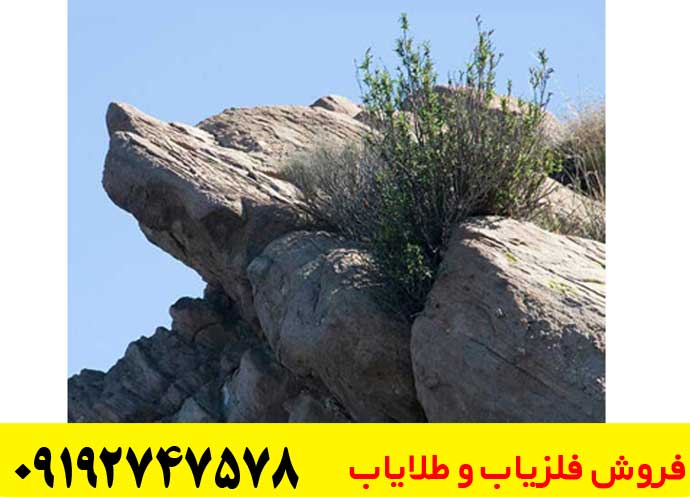 نماد گرگ در دفینه یابی