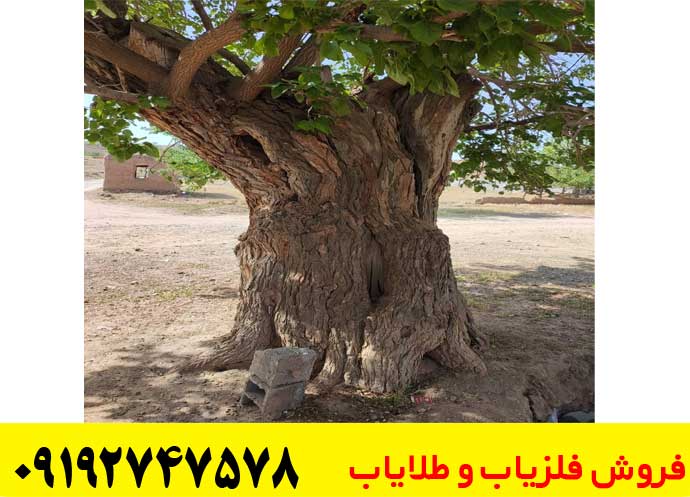 عمق دفینه درخت توت