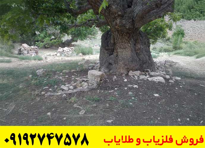 عمق دفینه درخت توت