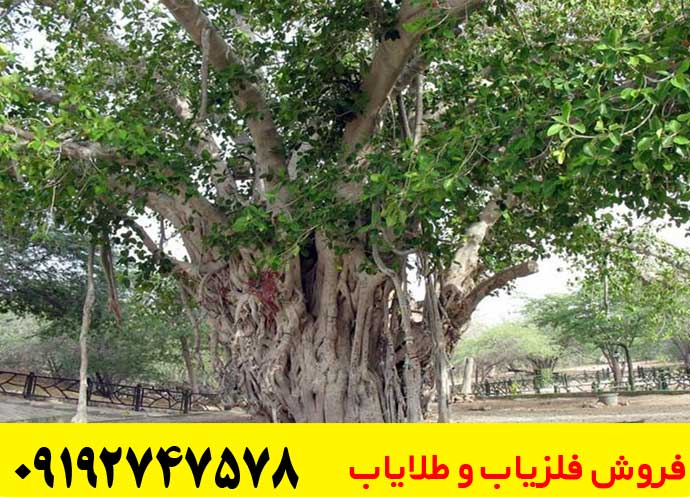 عمق دفینه درخت توت