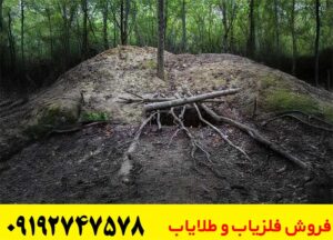گنج یابی در جنگل