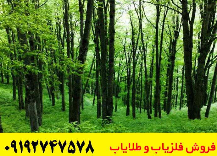 گنج یابی در جنگل