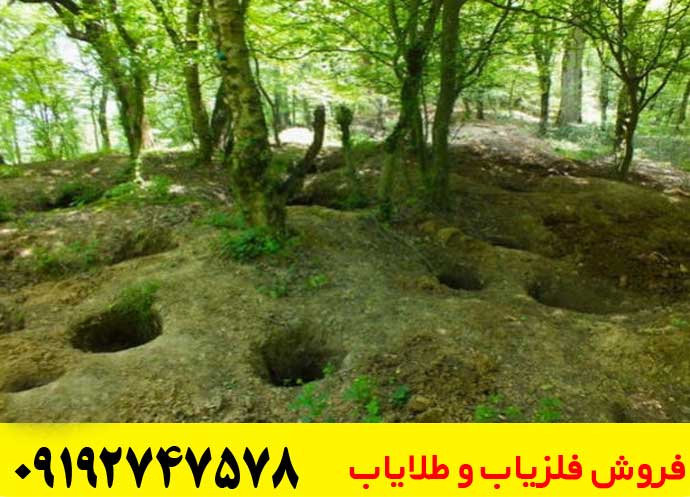  گنج‌ یابی در جنگل