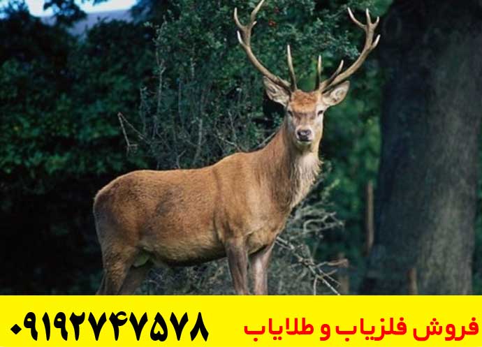 نماد گوزن در دفینه یابی